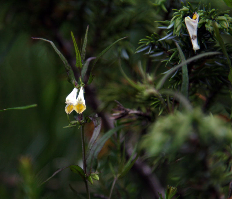 con quelle foglie! - Melampyrum sp.